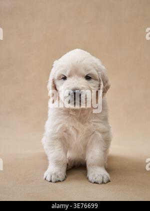 Un cucciolo Golden retriever si erge in posizione verticale su una superficie beige con luce diretta sul viso. I suoi occhi delicati e il suo morbido cappotto sottolineano la sua tenera età. Foto Stock
