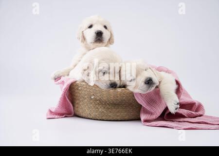 Tre cuccioli Golden retriever sono collocati in un cestello parzialmente coperto da una coperta rosa. Uno si siede in posizione verticale mentre gli altri si stendono oltre il bordo Foto Stock