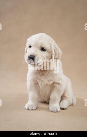 Un cucciolo Golden retriever si trova su uno sfondo beige neutro con un'espressione tranquilla. Il suo morbido cappotto e le sue morbide caratteristiche si distinguono per la pulizia Foto Stock