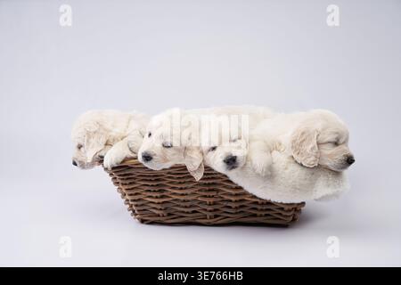 Diversi cuccioli Golden retriever si trovano insieme all'interno di un cestello marrone su sfondo bianco. Le loro espressioni sonnolente e i loro corpi soffici evocano calma e. Foto Stock
