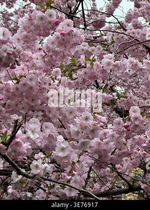 Densi ammassi di fiori di ciliegio rosa tenue coprono i rami in piena fioritura. Splendida scena primaverile con fiori sakura. Fotografia verticale Foto Stock