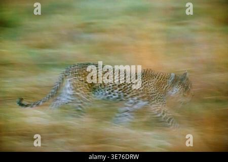 leopardo (Panthera pardus), che corre sull'erba la sera, Botswana, Delta dell'Okavango, zona concessione Khwai Foto Stock
