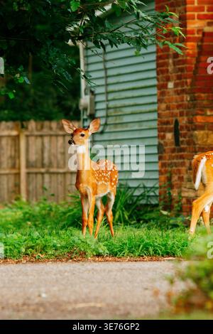 Due giovani cervi maculati in piedi vicini in un ambiente forestale naturale Foto Stock
