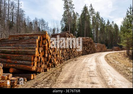 Grandi cumuli di tronchi di pino raccolti lungo una strada forestale, industria del legno e deforestazione in primavera Foto Stock