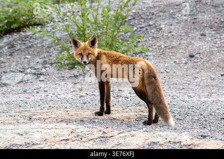 Una volpe rossa solitaria (Vulpes vulpes) in piedi sullo scudo canadese a Yellowknife, NWT, Canada. Foto Stock
