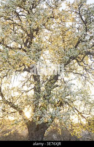 Rami di pere in fiore ricoperti di fiori bianchi con calda luce solare serale. Idilliaco sfondo naturale primaverile. Baden-Wuerttemberg, Germania Foto Stock