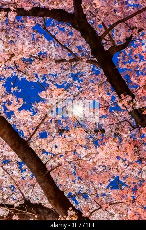 La luna piena splende attraverso i ciliegi rosa illuminati in fiore a Tokyo di notte Foto Stock