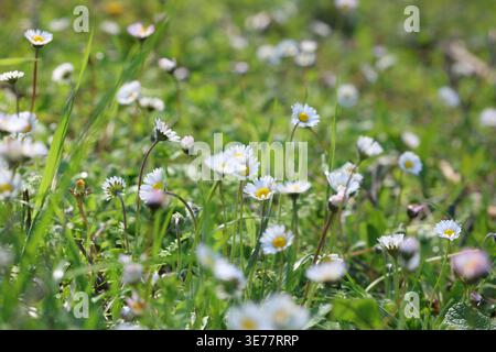 Lussureggiante gruppo di margherite bianche (Bellis perennis) che fioriscono in un campo verde primaverile Foto Stock