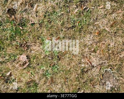 Vista dall'alto dell'erba secca mescolata con macchie verdi e foglie cadute sparse. Superficie naturale, ideale per sfondi, temi stagionali e ambienti Foto Stock