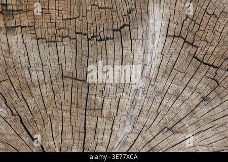 trama di un ceppo d'albero da una prospettiva dall'alto verso il basso Foto Stock