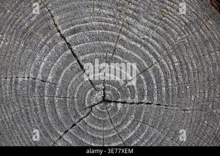 trama di un ceppo d'albero da una prospettiva dall'alto verso il basso Foto Stock