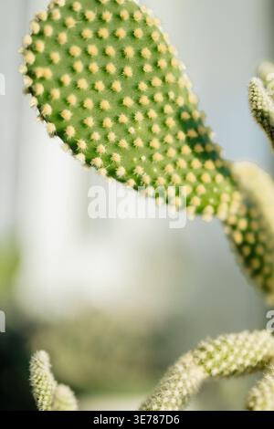 Coniglietto di cactus che cresce con dettagli di glochids Foto Stock