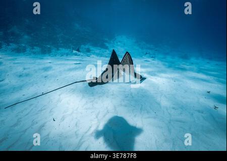 Aquila maculata nel sud delle Maldive Foto Stock