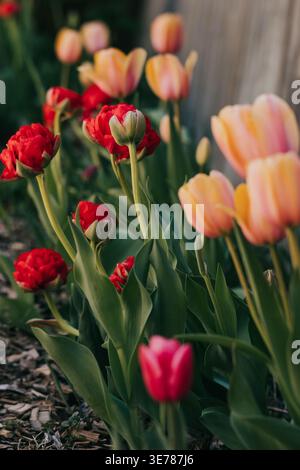 I tulipani fioriscono alla luce del mattino presto nel giardino sul retro in primavera Foto Stock