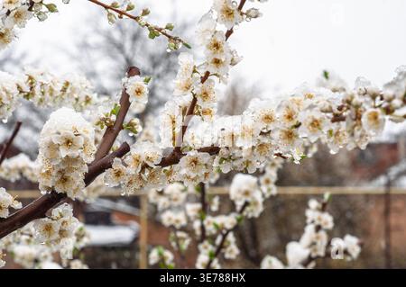 Delicati fiori bianchi fioriscono sui rami degli alberi, inaspettatamente spolverati di neve fresca e di goccioline di ghiaccio che sciogliono, evidenziando il contrasto stagionale Foto Stock