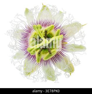 Fiore del frutto della passione (Passiflora edulis) isolato su sfondo bianco con percorso di ritaglio Foto Stock