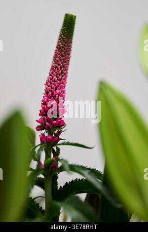 Primo piano del bellissimo fiore Veronica speedwell rosa che cresce oltre le foglie verdi Foto Stock