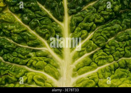Macro shot di foglia verde di cavolo savoy fresco Foto Stock