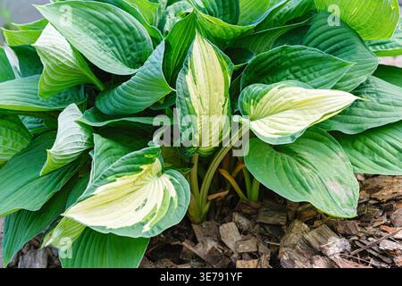 Primo piano del fogliame di Hosta Ann Kulpa con foglie variegate verdi e gialle vibranti, che mostrano una texture dettagliata, perfetto per giardinaggio, paesaggistica e Foto Stock