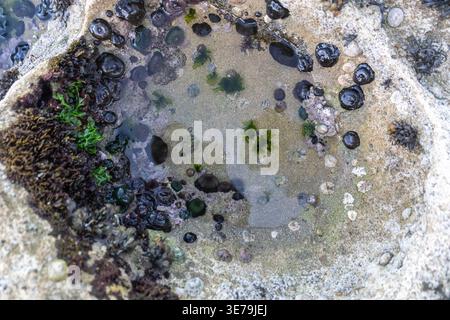 Lettini da spiaggia sul prato verde, sedie cittadine sull'erba, area di svago estiva, relax, sedie costiere vuote alla luce del mattino Foto Stock
