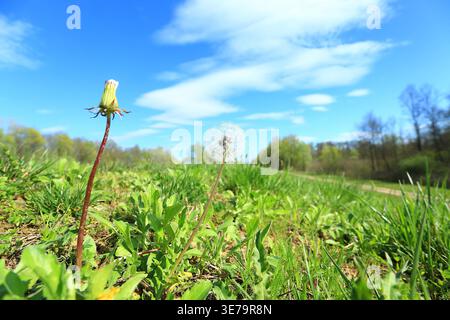Leoni sul prato, giorno di sole primaverile Foto Stock