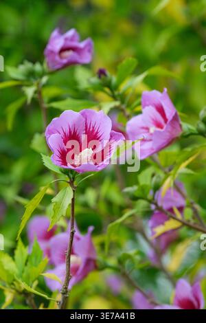 Hibiscus syriacus Gandini Santiago, rosa di Sharon Purple Pillar, fiori rosa malva, stelle rosse centrali profonde Foto Stock