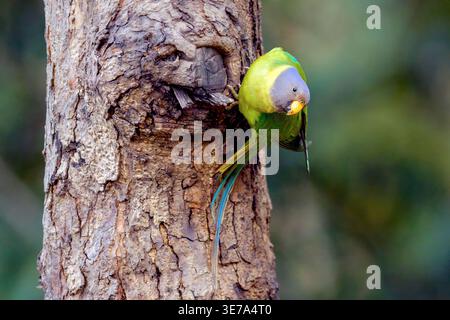 Parrocchetti con testa di prugna (Psittacula cyanocephala, femmina) da Sattal, Uttarakhand, India. Foto Stock