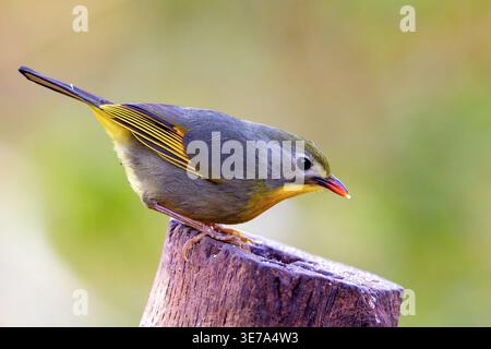 Leiothrix a becco rosso (Leiothrix lutea) da Sattal, Uttarakhand, India settentrionale. Foto Stock