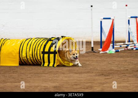 Cane Corgi in un percorso di agilità sterrata che esce da un tunnel giallo Foto Stock