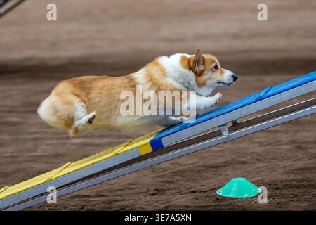 Corgi su un percorso di agilità sterrata che sale sulla rampa di una passeggiata per cani Foto Stock