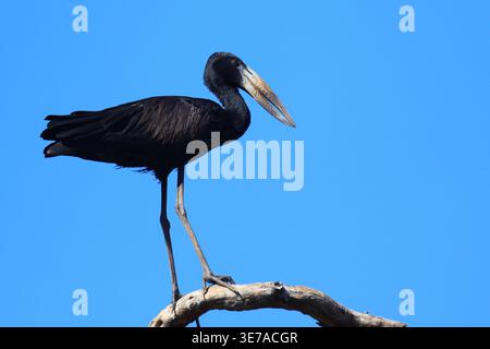 Mohrenklaffschnabel / Africa openbill / Anastomus lamelligerus Foto Stock