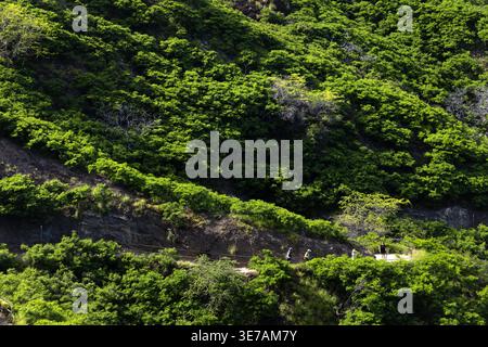 Escursionisti sulle piste del cratere Diamond Head, Honolulu, Oahu, Hawaii, Stati Uniti Foto Stock