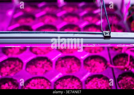 Una barra luminosa a LED illumina file di vassoi per piantine in una stanza buia. Configurazione per l'agricoltura interna, tecnologia di illuminazione delle piante, stazione di crescita. Foto Stock