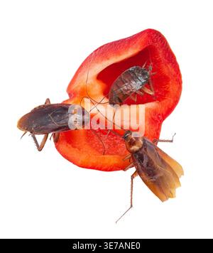 Tre scarafaggi che mangiano un peperone rosso isolato su sfondo bianco Foto Stock