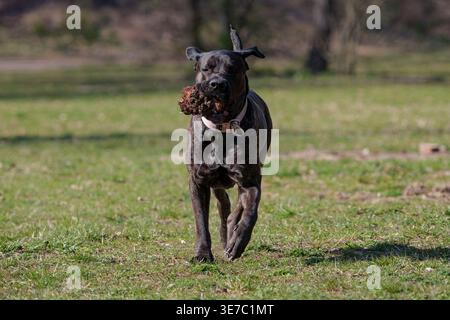 Brindle cane corso Mastiff correre e giocare in un parco soleggiato Foto Stock