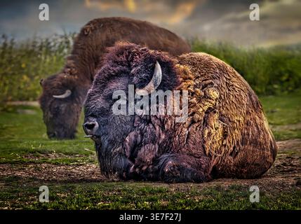 Bisonte americano (bisonte bisonte bisonte bisonte) che riposa su praterie nel Canada occidentale. Foto Stock