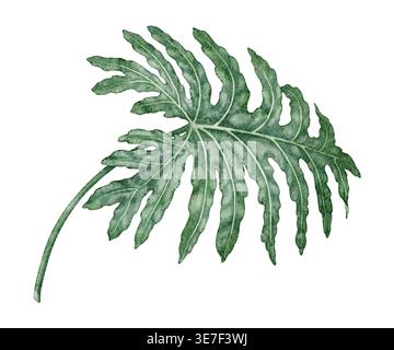Acquerello foglia tropicale Philodendron selloanum illustrazione botanica. Pianta verde disegnata a mano con texture realistica. Design floreale da giardino. Elemento verde naturale per sagoma arbusto da interno. Foto Stock
