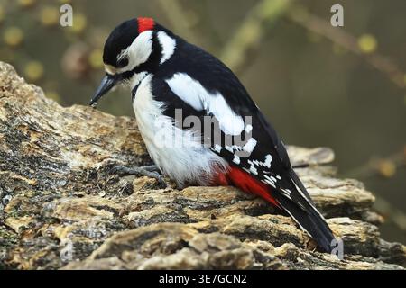 Picchio maculato, malore Dendrocopos, in cerca di cibo, Burbach, Renania settentrionale-Vestfalia Foto Stock