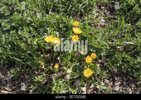 Leoni gialli che fioriscono tra erbacce verdi e foglie essiccate sul terreno Foto Stock