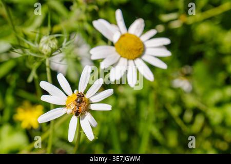 Foto macro di un hoverfly con le sue ali che poggiano su un fiore a margherita bianco. Foto Stock