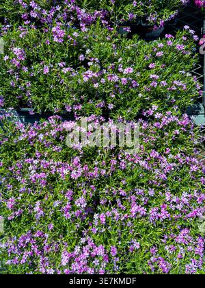 Molti vassoi ospitano una varietà di vivaci fiori viola e rosa in un vivaio. La luce del sole splende sui fiori, mostrandone i colori. Questa è una t Foto Stock