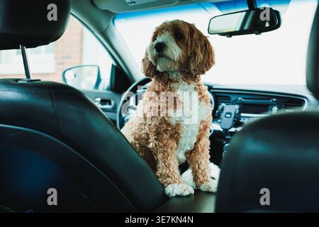 Un Toy Poodle e un cane Havanese mix sono seduti sul seggiolino per auto, guardando la strada fuori. L'auto è parcheggiata in una zona della città durante le ore diurne. Foto Stock