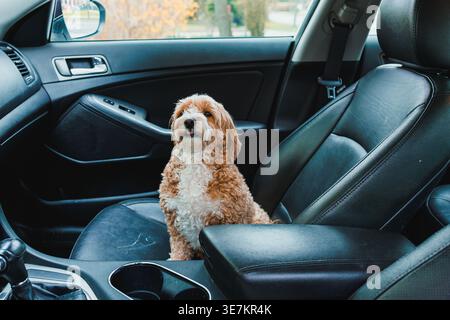 Un Toy Poodle e un cane Havanese mix sono seduti sul sedile anteriore di un'auto. Il cane sembra felice mentre guarda fuori alberi ed edifici. Foto Stock