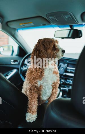 Un mix di cani, in parte Toy Poodle e in parte Havanese, si trova sul sedile anteriore di un'auto. Il cane guarda il mondo mentre l'auto è parcheggiata. Il sole splende Foto Stock