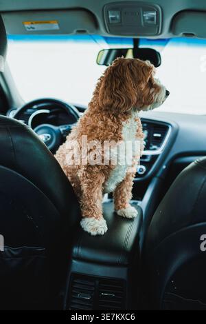 Un mix di giocattoli Poodle e Havanese si trova sul bracciolo tra i due sedili anteriori di un'auto. Il cane guarda fuori dalla finestra con interesse mentre è su un ro Foto Stock