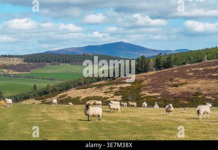 Pecore in un campo con la collina di Ben Rinnes sullo sfondo, speyside, Scozia Foto Stock