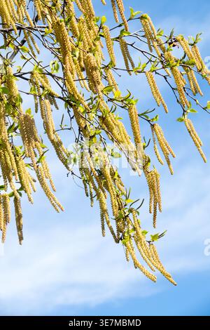 Rami di betulla in fiore con lunghi gattini gialli pieni di polline che ondeggiano nel vento contro un cielo blu all'inizio della primavera Foto Stock