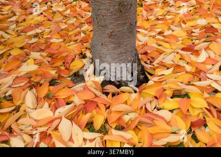 Tappeto di foglie autunnali arancioni e gialle brillanti cadute intorno a un tronco di albero di Prunus cerasifera Rancho nel tardo autunno Foto Stock