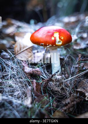 Un fungo fly agaric rosso acceso con macchie bianche sul cappello cresce su terreno boschivo scuro tra foglie cadute e rametti nella natura selvaggia. Foto Stock