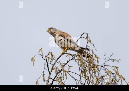 Männchen eines Turmfalken sitzt auf Birke, Garten, Wilnsdorf, Siegerland, Nordrhein-Westfalen, Deutschland, 10.4.2026 *** gheppio maschile seduto su betulla, giardino, Wilnsdorf, Siegerland, Renania settentrionale-Vestfalia, Germania, 10 4 2026 Copyright: xDirkxManderbachx Foto Stock